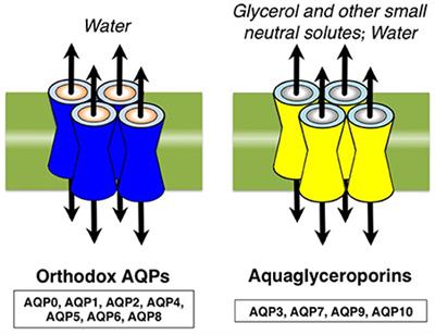 Aquaporins as Targets of Dietary Bioactive Phytocompounds